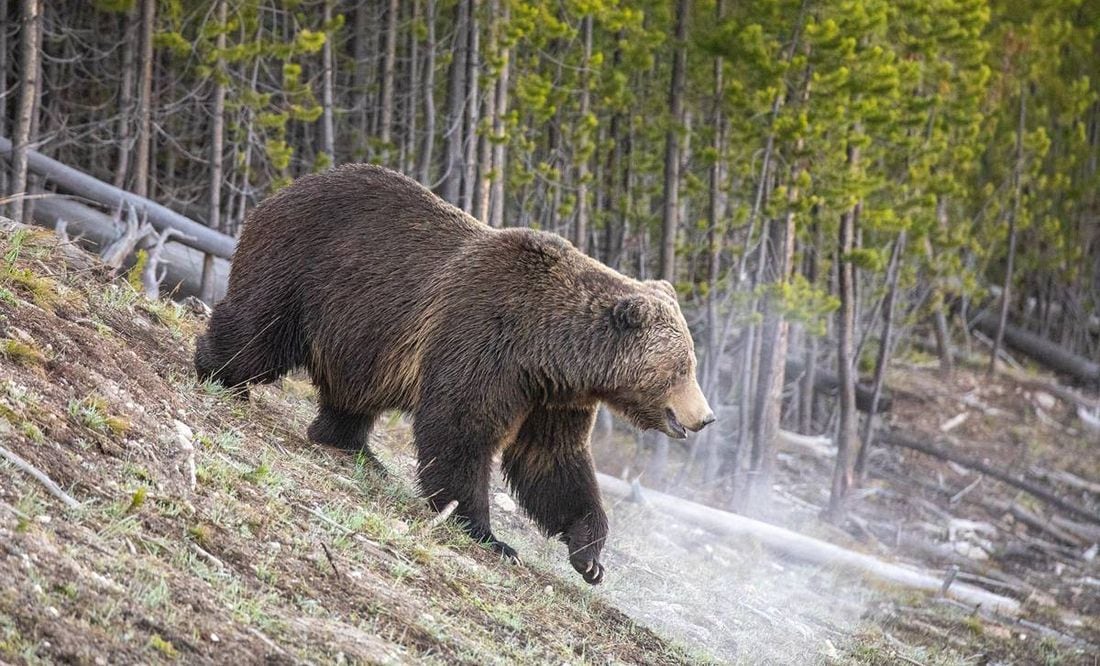 Ataque de oso grizzli en Parque Nacional de Yellowstone deja muerta a ...