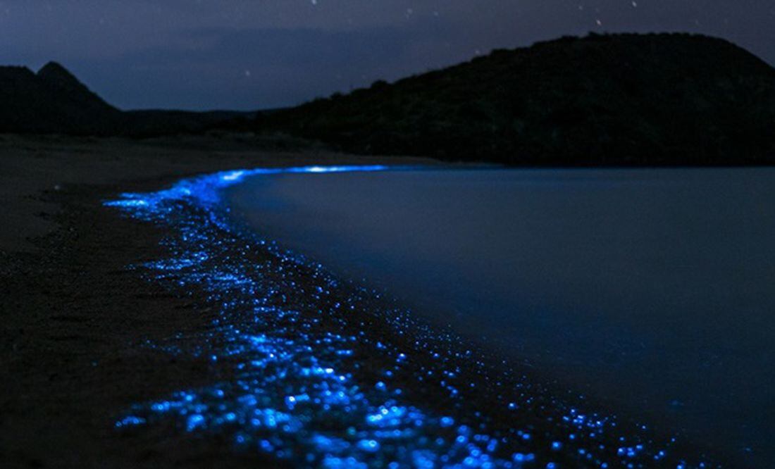 playa de medusas bioluminiscentes