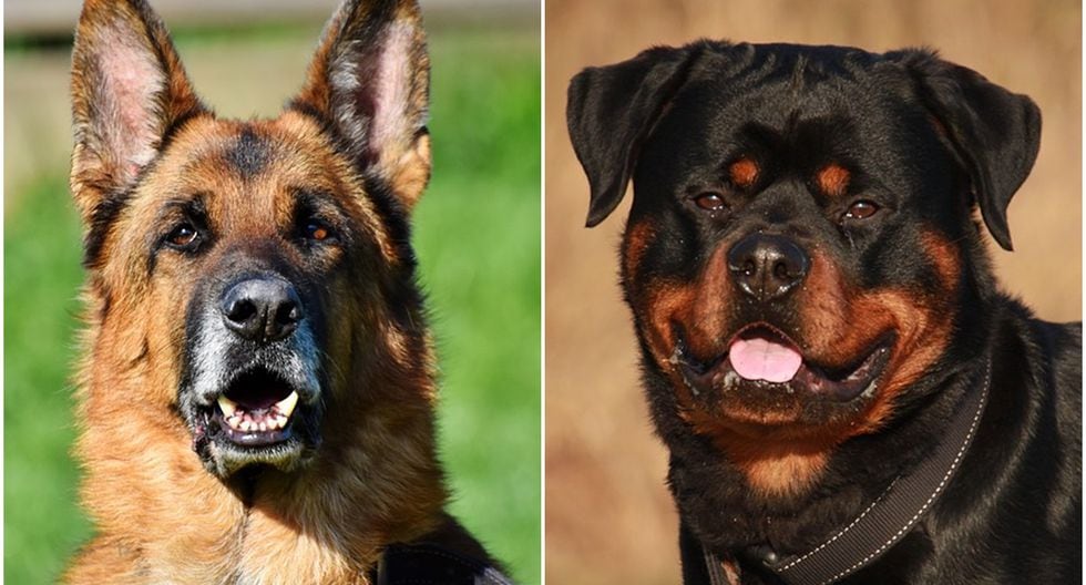 las hembras rottweiler son buenos perros guardianes