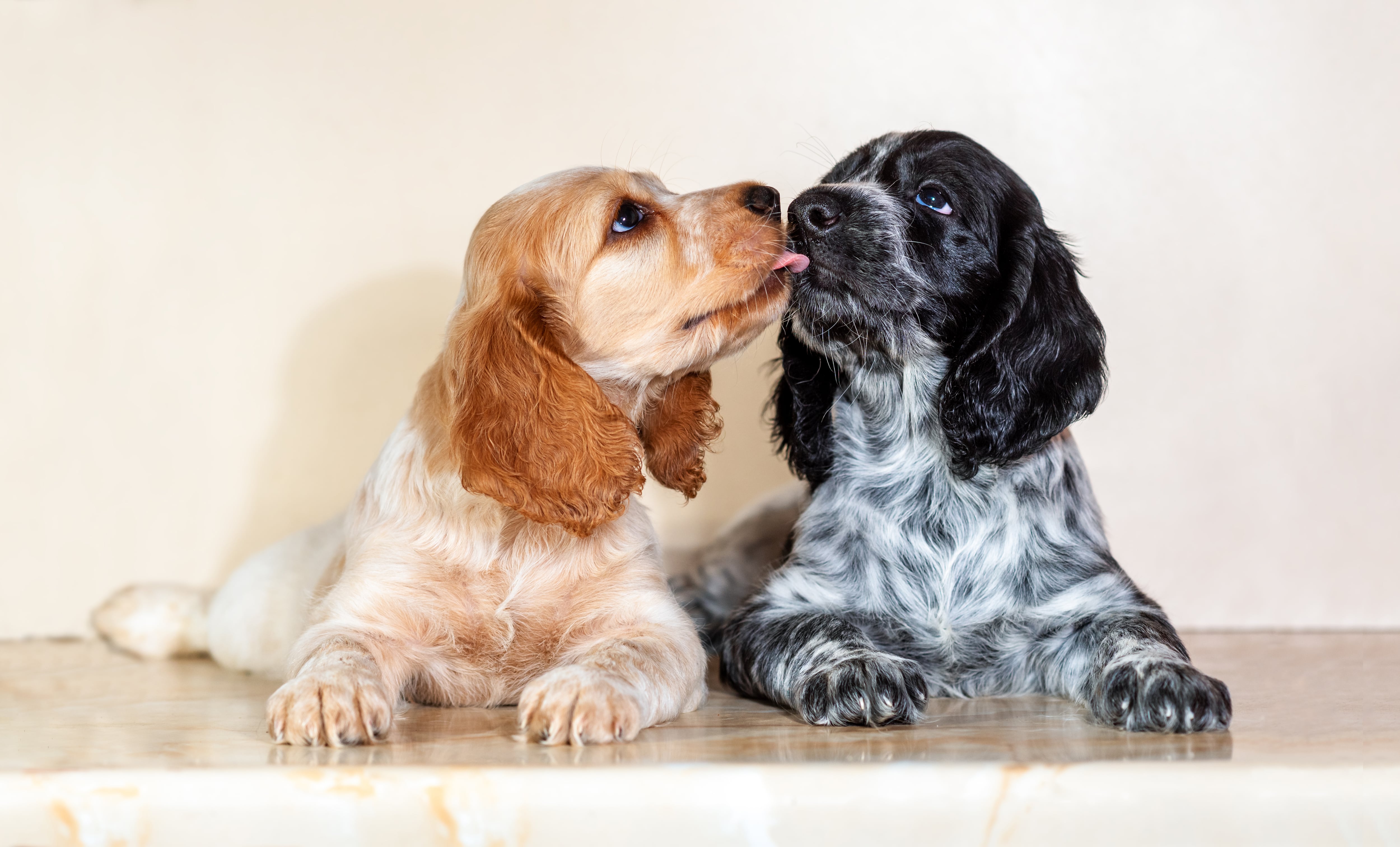 el spaniel ruso es una buena raza de perro